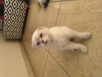2 aylık scottish fold