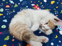 SARMAN ERKEK YAVRU KEDİMİZ KONYA