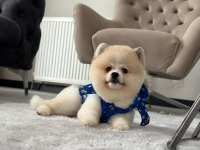 Erkek Pomeranian Boo Party Colour