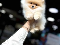 Pomeranian bebekleri