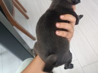 Baba çıkolata tan yavru 3 aylık dişi pug