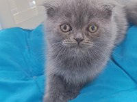 Scottish Fold 2 Aylık