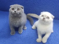 İstanbul içi 7/24 Adrese teslim scottish fold ponçikler