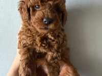 Muhteşem Poodle Bebekler
