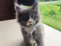 Tüm aşı ve belgeler ile eksiksiz kayıtlı şecereli maine coon