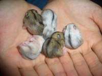Aynı Gün Adrese Teslim Hamster Yavru ve Setleri