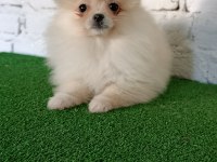 Pomeranian yavrularımız