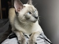2 yaşında siyam kedisi blue point oğluma eş arıyorum