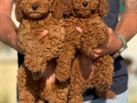 Petmode köpek çiftliğinde ziyarete açık toy poodle
