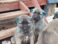 Orjinal saf kangal yavru