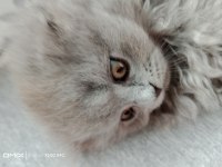Scottish longhair british longhair yavrularim