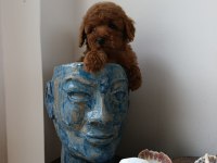 Dişi bebek poodle