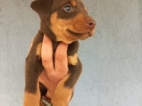 A kalite doberman yavrular