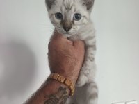 Bengal kedisi