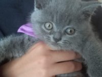 BRİTİSH YAVRU KEDİLER