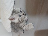 7 haftalık erkek yavru british longhair