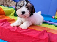 Neşe kaynağı morkie yavrularımız