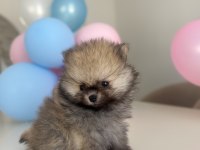 Show kalite pomeranian boo