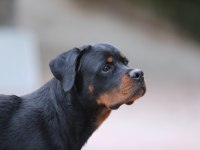 A Şecereli 8 Aylık Dişi Rottweiler