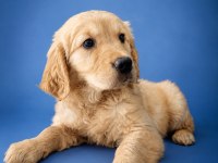 Kıng Sıze Orjınal Golden Retriever Yavrumuz