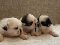 Shih tzu bebekleri