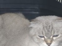 British longhair kedisi