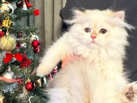 British longhair 2,5 aylık