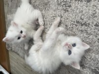 British longhair yavrular