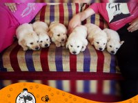 Golden Retriever Baby Face Safkan