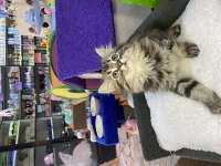 Brıtısh longhair tabby yavru