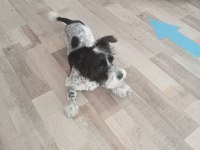 4 Aylık Dişi Melez Köpeğimiz