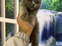2 Aylık British Shorthair Yavrular