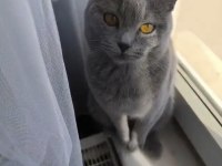 British shorthair prensesimize sahip aranıyor