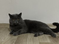 British Shorthair Çiftleştirme