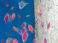 Transgenetik Tetra