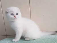Bebek Surat Silver Scottish Fold 