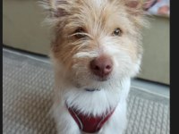 Sahiplendireceğim köpeğim çalıştığım için
