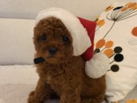 Kore kan toy poodle