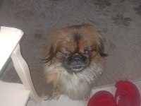Pekinez köpeğimizi ücretsiz sahiplendirmek istiyoruz