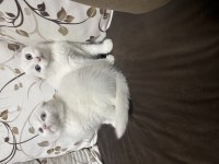 Scottish fold yavruları