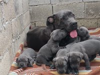Cane Corso 6 erkek ve 4 dişi