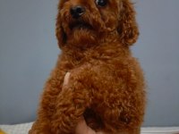 Yetişkin Kore Dişi Poodle