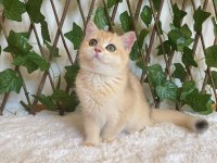 British Shorthair Golden NY12 Dişi