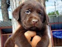 Labrador yavruler