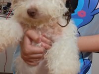 Beyaz maltipoo köpeği