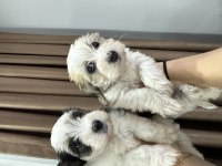 Orijinal Morkie yavrularımız