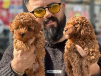 Çağrı Çemçem İn Sizin İçin Seçtiği Yavrular