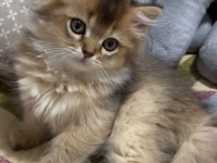 British longhair yavrular ırkının en kalitelisi