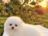 KUSURSUZ KARBEYAZ DİŞİ POMERANİAN BOO