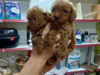 Toy Poodle Yavrular Irk Sağlık Garantili